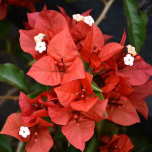 Red bougainvillea flowers at Bonita Ranch nursery in Melbourne Florida available in multiple colors for landscaping and event decor