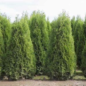 Leyland Cypress