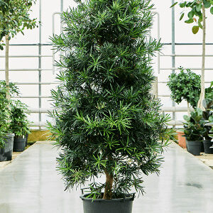 Podocarpus Macrophyllus