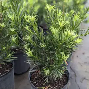 Podocarpus Pringles (Dwarf)