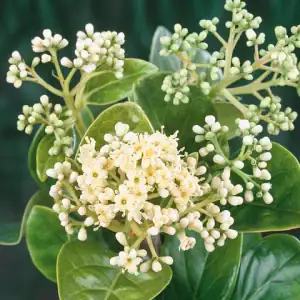 Sweet Viburnum plant in a nursery pot at Bonita Ranch Flora