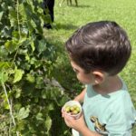 Child picking grapes during small u-pick garden activity at Bonita Ranch in Melbourne Florida
