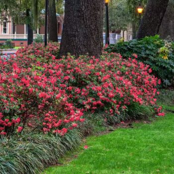 Red azalea plants for landscaping at Bonita Ranch plant nursery in Melbourne Florida