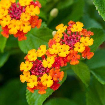 Colorful lantana flowers at Bonita Ranch plant nursery in Melbourne Florida for landscaping and pollinator gardens