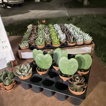 Display of rare and high-end succulents at Bonita Ranch Nursery in Melbourne, Florida.